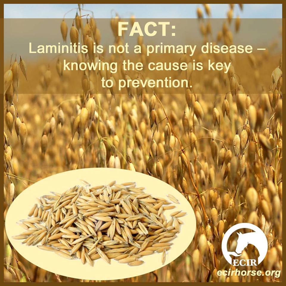 ELEVATED INSULIN LEVELS AND LAMINITIS